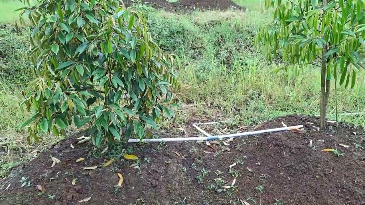 Review penanaman ganda