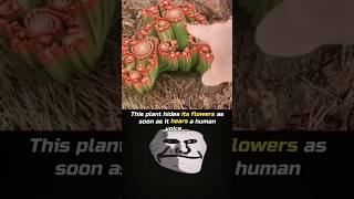 This Plant Hides Its Flowers As Soon As It Hears A Human Voice..