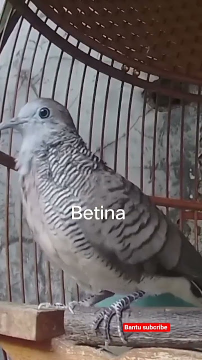 Masteran pikat perkutut betina - memanggil pejantan910