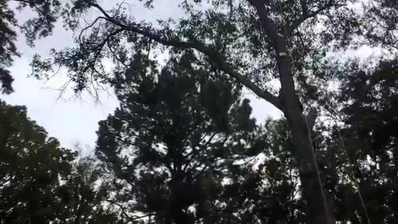 Joel's lawn and tree service Tyler Texas cutting a rotten oak tree