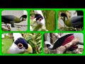 White-crested turaco released in community aviary next to white-cheeked turaco