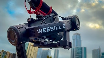 Weebill 2 (Motion Timelapse Review)