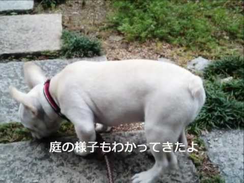 ocarina  はなみずき　　フレブルもりおバージョン