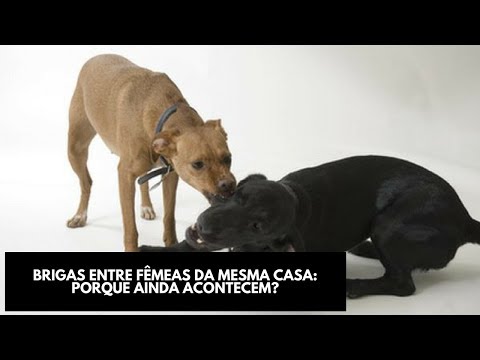 Vídeo: Ansiedade de Clipping de Unha em Cães