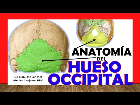 Vídeo: Anatomía, Diagrama Y Función Del Hueso Occipital - Mapas Corporales