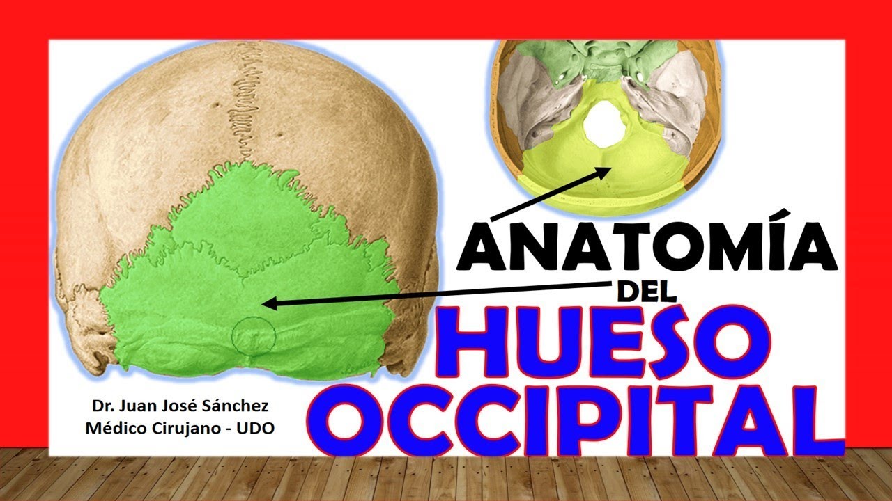 🥇 HUESO OCCIPITAL, Anatomía. Fácil, Rápido y Sencillo