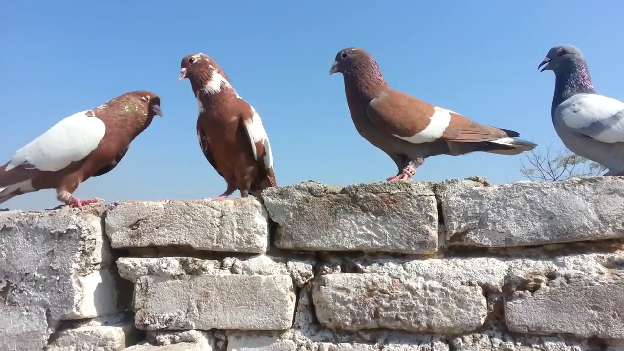 Peshawar chok yadgar pegions