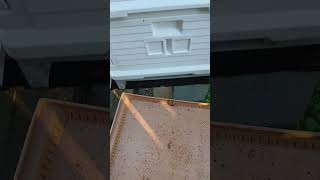 Bee Bottom Board Check &amp; Landing Ledge Activity Evening