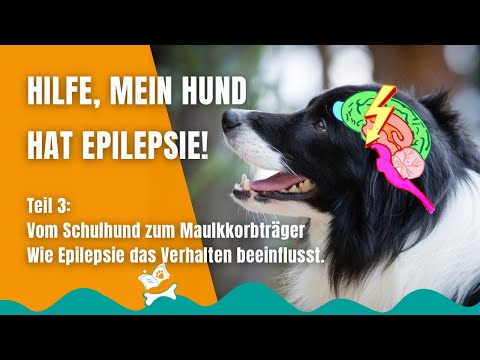 Video: 13 Aufmerksamkeitssuchende Hunde, die Ihr Foto mit Absicht sabotiert haben