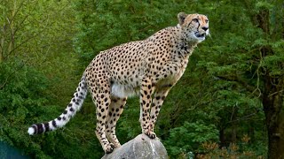 Cheetah The Fastest Cat That Cant Roar