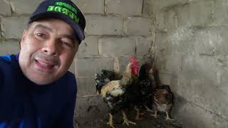COLOCANDO OS GALOS COM AS GALINHAS EM BAIAS SEPARADAS