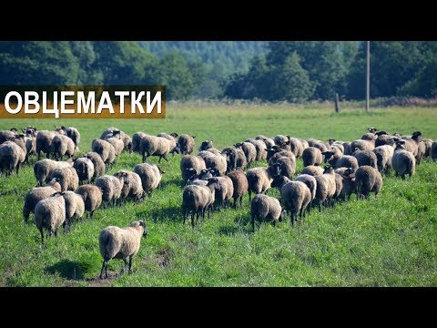 Овцематки после дойки.