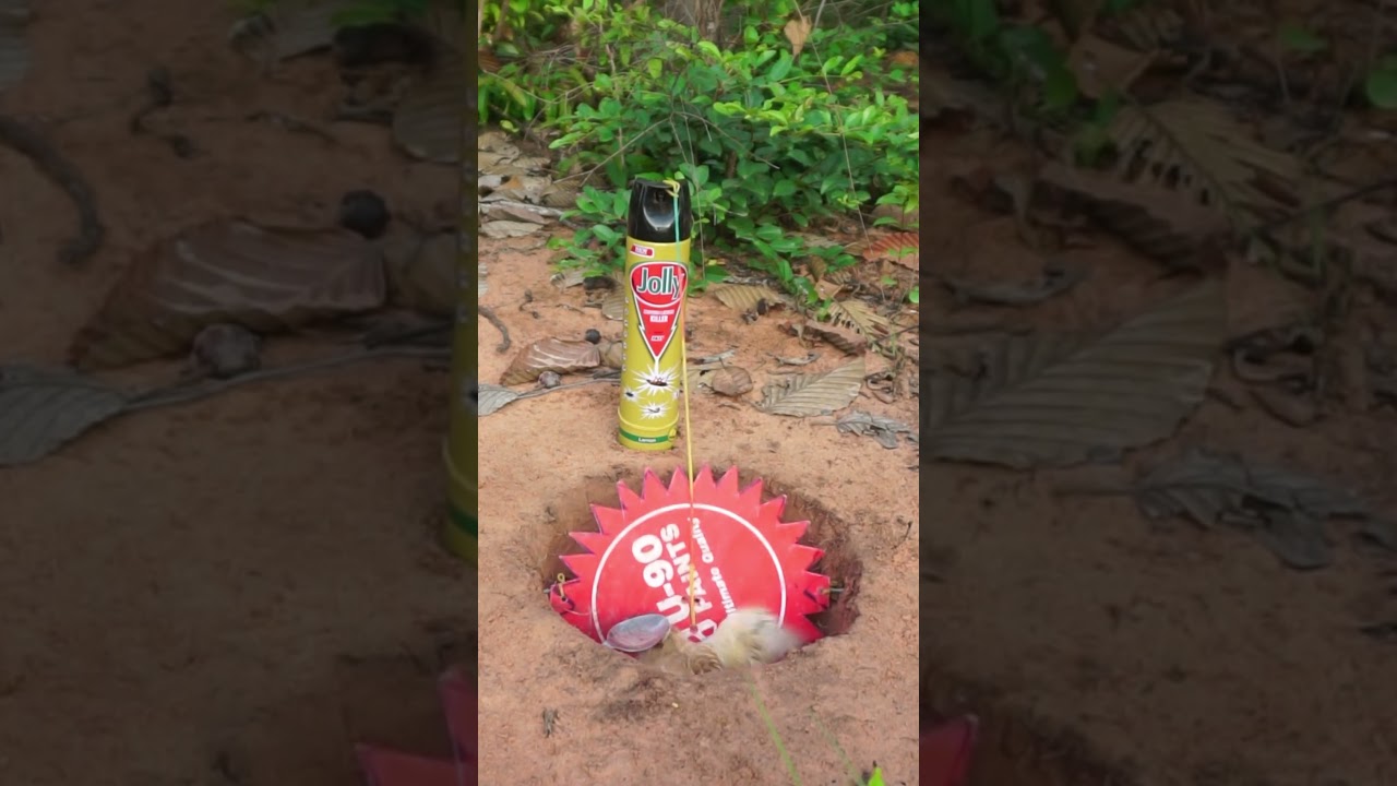 The First Unique Quick Bird Trap - Best Underground quail Trap - 