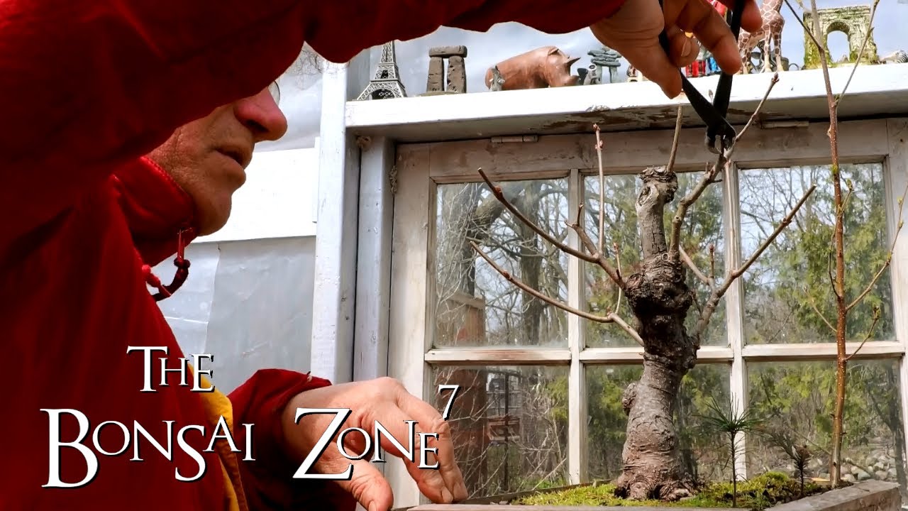 Spring Pruning My Norway Maple Bonsai The Bonsai Zone April Youtube
