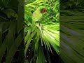 parrot voice#short#vairal#veido