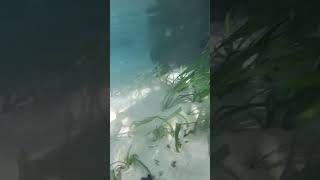 Relaxing mermaid pov swim in Florida  spring's run!!