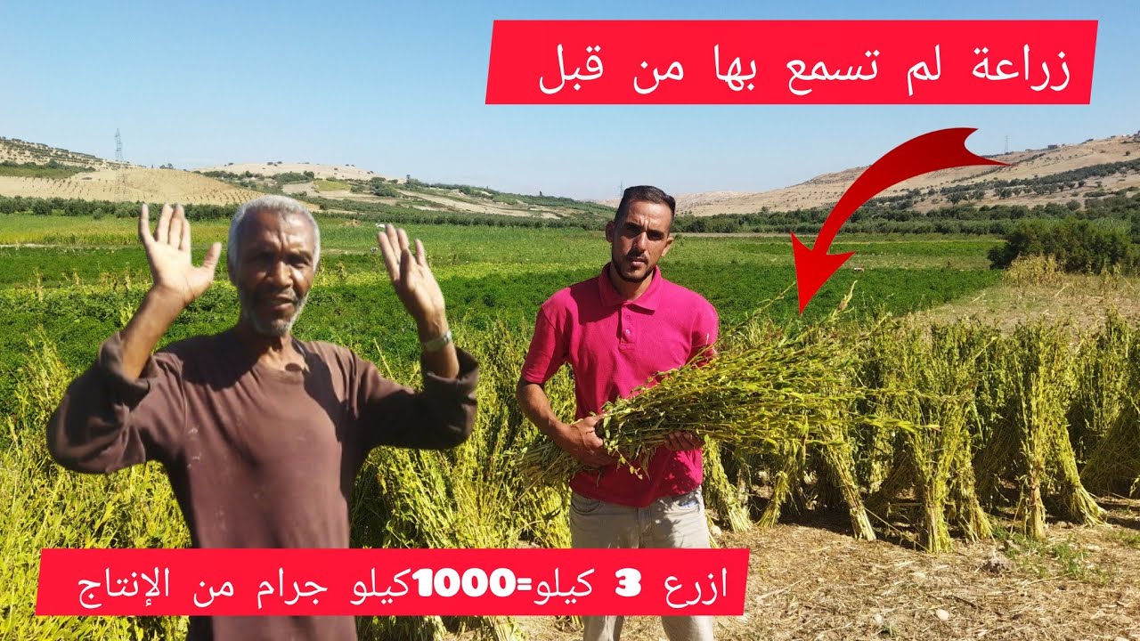 ادا زرعت هدا النوع من الزراعات ستجني أرباح هائلة بأقل التكاليف