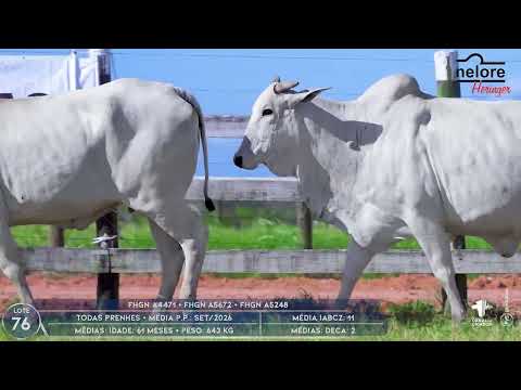 LOTE 76