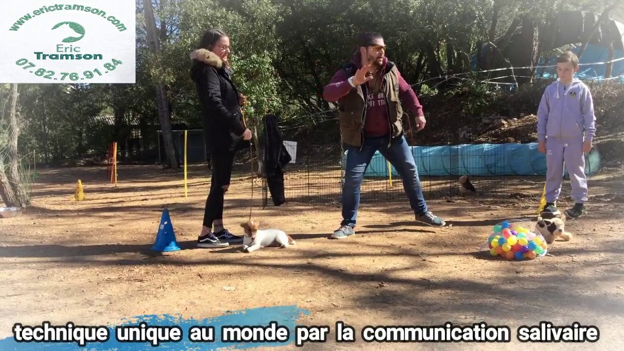 EDUCATION CHIOT JACK RUSSEL DESTRUCTEUR PAR ERIC TRAMSON/VIDEO/COMMENT FAIRE? - YouTube