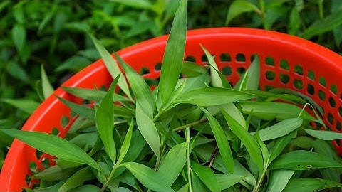 Những loại RAU đặc biệt, chỉ vùng cao mới có