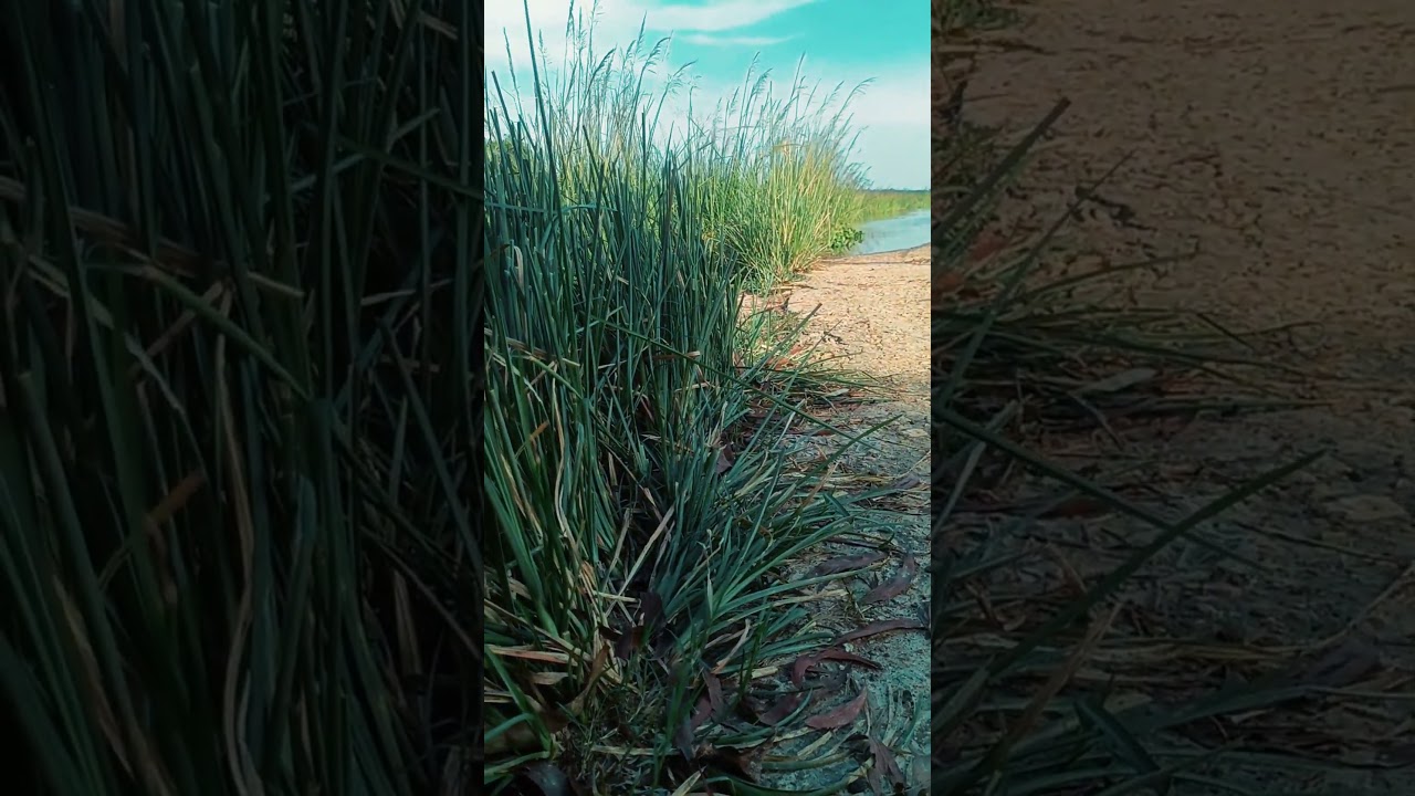 youtube Natural blog videos 