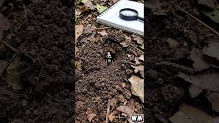 POV Semut Akrobat: Masuk ke Dunia Gelap di Bawah Tanah #antcolony #semut