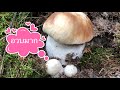 เห็ดเผิ้งหวานดอกนี้อวบสวยเกินคำบรรยาย#Picking porcini mushrooms Denmark 🇩🇰🍄#14/9/20.