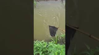 Homemade Blow Dart Fishing Rod Bull Frog Fishing