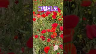 🔮&quot;폭싹속았수다&quot;ost//속고.속는.세상이라..너어어~!!