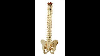 Spinal Cord and Reflexes Review for Anatomy and Physiology
