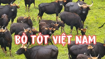 Bò tót hoang dã ở Vườn quốc gia Cát tiên. Gaur in Cat Tien National park.