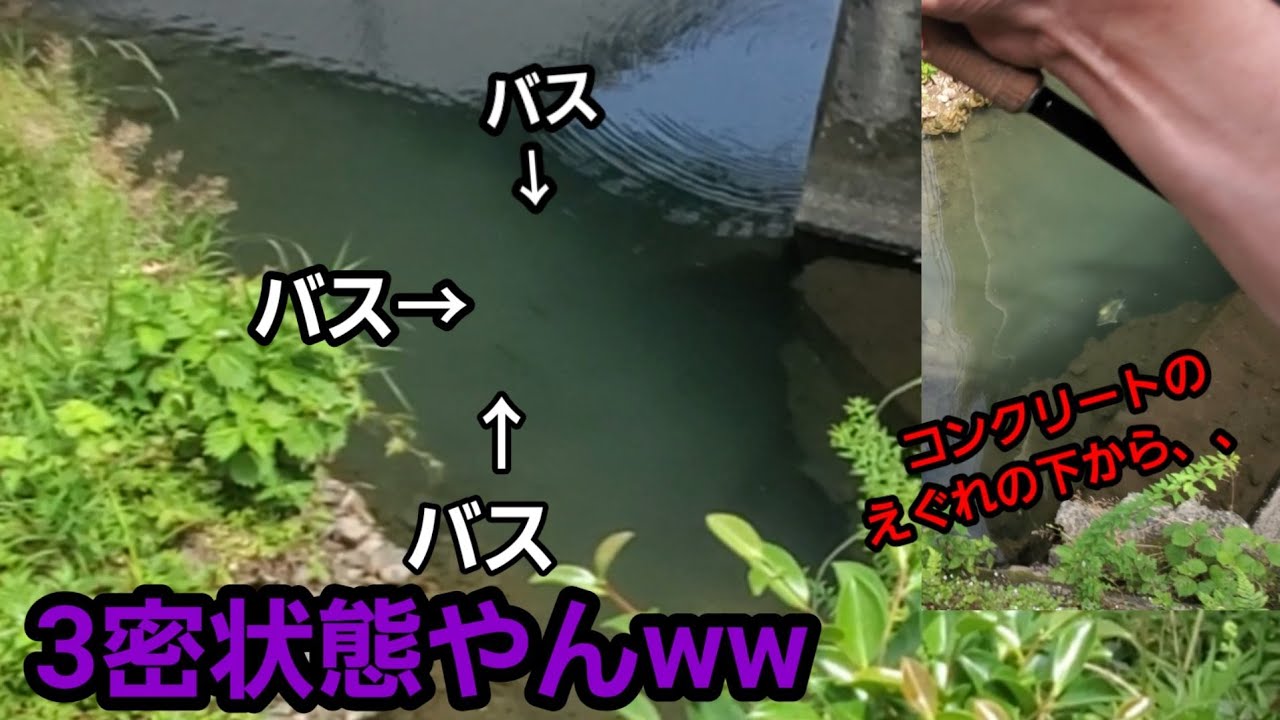 バス釣り ここの川 ブラックバスの3密状態です 福岡 今川 遠賀川 密 ソーシャルディスタンス 外来魚 Vlog 山陰釣り新報 バス釣り ここの川 ブラックバスの3密状態です 福岡 今川 遠賀川 密 ソーシャルディスタンス 外来魚 Vlog 山陰釣り新報