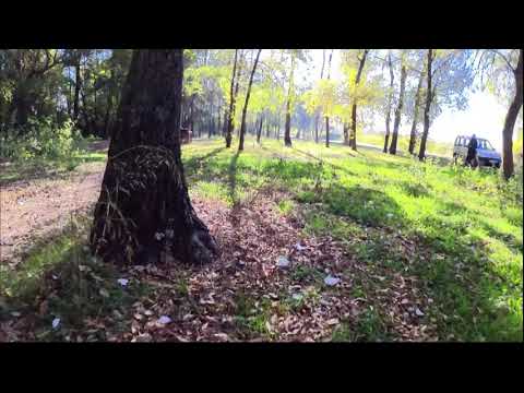 Vídeo: El Bosc Com A Hàbitat