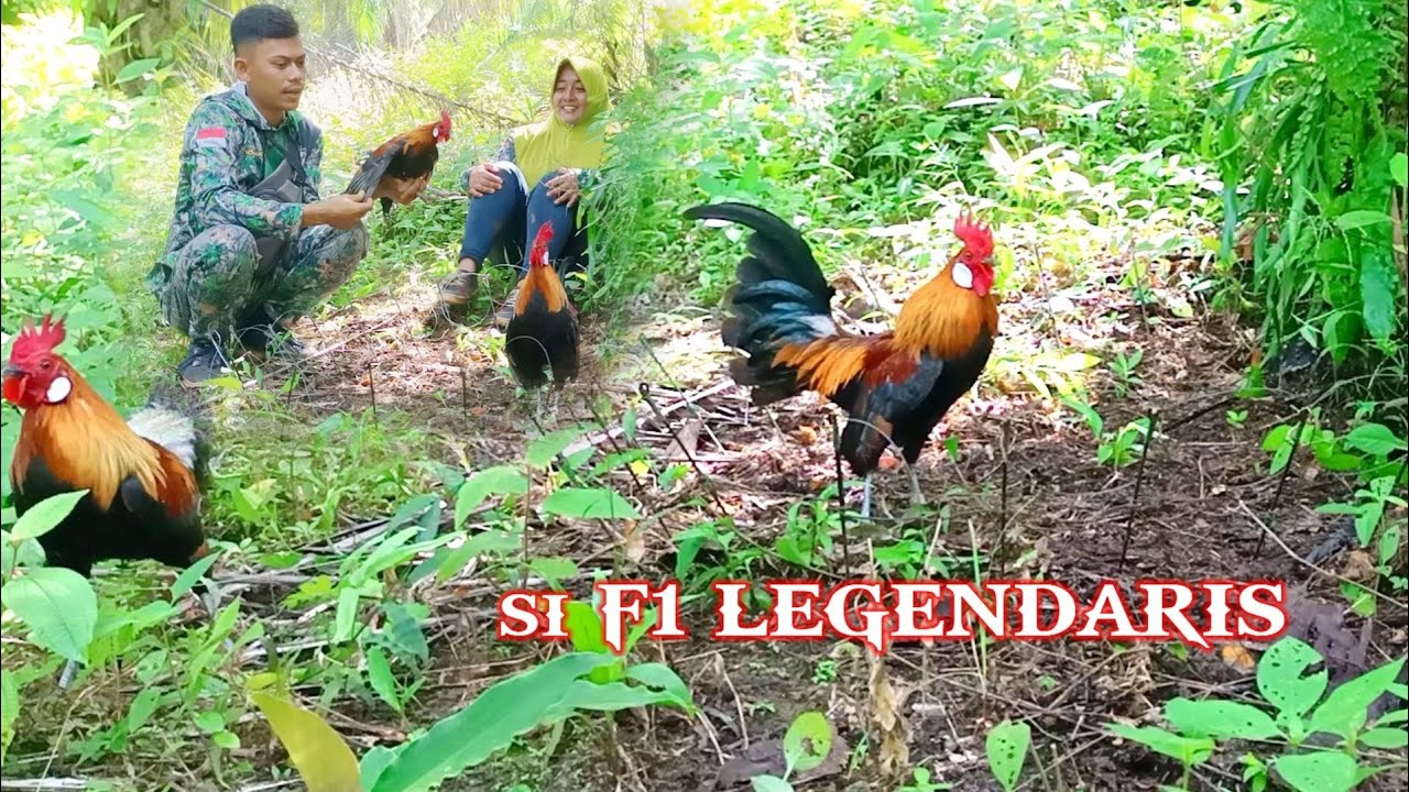 Wow...!!!Dengar KEPAKAN PIKAT ayam hutan TERBANG DATANGNYA