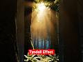Tyndall Effect ✨️ #experiment #science