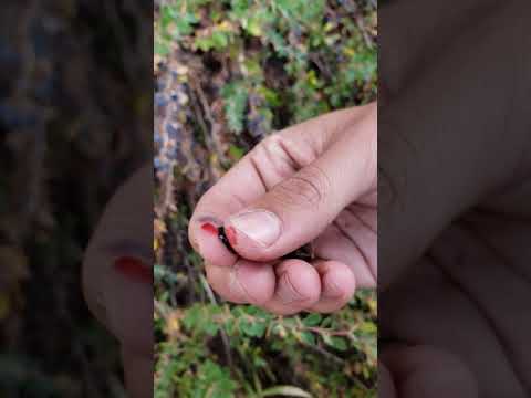 تعرفوا على فوائد البربريس اللبناني  