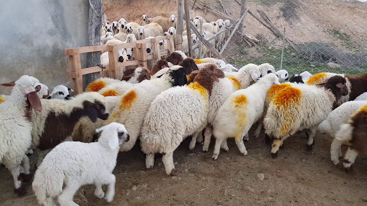 Koyun sürüsü - YouTube