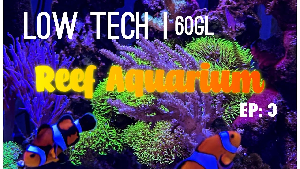 My Low Tech Reef Aquarium with Soft Corals | BB Aquatics EP: 3 - YouTube