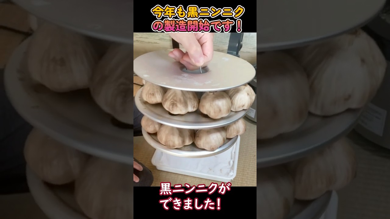 今年も黒ニンニク製造開始（2台の製造器）ショート動画です！：2025 