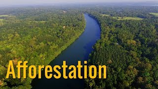 How to Create Natural Forest | Afforestation of Urban Areas with Natural Species and its Importance