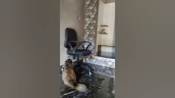 Watch the video about "Caught This Cat Doing the FUNNIEST Thing!" #PersianCat #CuteCat #CatShorts #FunnyCat #PetLovers