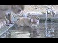 かわいい赤ちゃん猿が水に入る勇気
