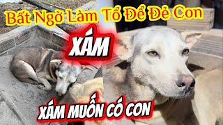 Xám Bất Ngờ Làm Tổ Và Muốn Đẻ Con