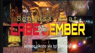 Cabe Jember || Perjalanan Langsir  cabe di Jember ngeblong dijalur kampung || Truk Malang