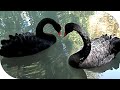 Black Swan. Черные лебеди в дендрарии Сочи Адлер Sohci Adler 08.08.2019.