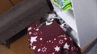 落ちても自力で登って来る子猫がかわいい