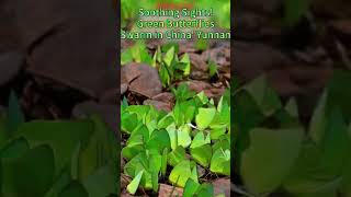 Green butterflies burst — nature’s coolest surprise this summer! | Journey to the wild #shorts