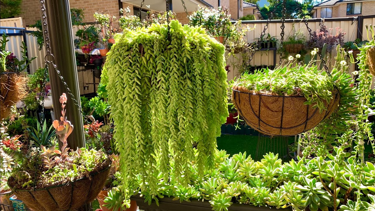 How I Propagate Donkey's Tail Succulent Plant YouTube