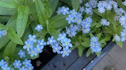 Jerriberriw Gardenet 花园梦 Youtube