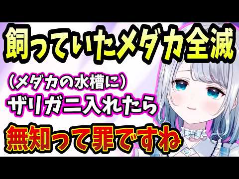 メダカ水槽にザリガニを入れメダカを全滅させてしまった花芽すみれ【ぶいすぽ/切り抜き/雑談】